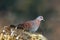 Spekled pigeon or Feral pigeon Columba guinea on the rock. A large colored pigeon with a red eye sowing on a rock in the high