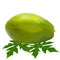 Spelaya of papaya leaf