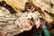 Speleologist male examining sandstone cave interior with growing pink marble