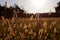 Spelt field in back light at sunset