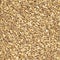 Spelt organic wheat raw cereal close up texture or background