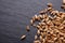 Spelt seeds on a dark stone background