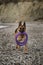 Spend time with dog on beach and throw toys. German Shepherd with two purple round toys rings in mouth is actively walking along