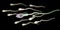 The sperm anatomy