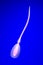 Sperm Cell