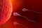 Sperm and egg cell. Natural fertilization. 3d illustration on red background