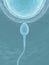 Sperm (The fecundation)