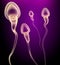 Sperm X-ray view