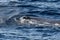 Sperm Whale blow hole at sunset