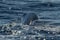 Sperm Whale blow hole at sunset