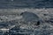 Sperm Whale blow hole at sunset