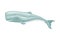 Sperm Whale or Cachalot as Aquatic Placental Marine Mammal with Flippers and Large Tail Fin Closeup Vector Illustration