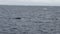 Sperm whale cachalot in ocean of Arctic.