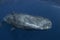 Sperm whale, cachalot, physeter macrocephalus