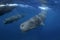 sperm whale, cachalot, physeter macrocephalus