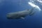 sperm whale, cachalot, physeter macrocephalus