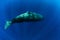 Sperm whale in the deep blue ocean, Mauritius