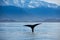 Sperm whale diving below the water