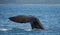 Sperm whale near Kaikoura (New Zealand)