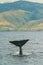 Sperm whale off the coast of the island of Dominica before Hurricane Maria