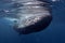 Sperm whale, physeter macrocephalous