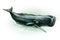 Sperm whale Physeter macrocephalus