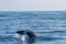 Sperm whale ready for diving near Kaikoura, New Zealand