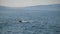 Sperm whale in it\'s natural habitat on water surface in ocean. Magnificent sea creature showing on surface of pacific