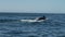 Sperm whale in it\'s natural habitat on water surface in ocean. Magnificent sea creature showing on surface of pacific