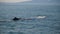 Sperm whale in it\'s natural habitat on water surface in ocean. Magnificent sea creature showing on surface of pacific