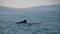 Sperm whale in it\'s natural habitat on water surface in ocean. Magnificent sea creature showing on surface of pacific