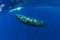 Sperm whale swim in Indian ocean, Mauritius