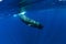 Sperm whale swim in Indian ocean, Mauritius