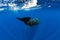 Sperm whales swim in blue ocean, Mauritius. Tails of whale