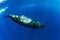 Sperm whales swimming underwater in ocean near Mauritius