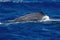 spermwhale on sea surface Sperm Whale diving at sunset in mediterranean sea