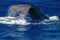 spermwhale on sea surface Sperm Whale diving tail detail somersault in mediterranean sea