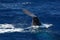 spermwhale on sea surface Sperm Whale diving tail detail somersault in mediterranean sea