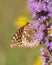 Speyeria Cybele Great Spangled Fritillary Butterfly