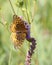 Speyeria Cybele Great Spangled Fritillary Butterfly