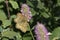 Speyeria egleis