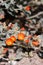 Sphaeralcea Ambigua Ambigua Bloom - San Bernardino Mtns - 082122