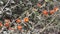 Sphaeralcea Ambigua Ambigua Bloom - San Bernardino Mtns - 082122