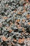 Sphaeralcea Ambigua Ambigua Display - San Bernardino Mtns - 082122