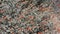 Sphaeralcea Ambigua Ambigua Display - San Bernardino Mtns - 082122