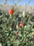 Sphaeralcea ambigua red flowers