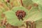 Sphaeralcea bonaerensis dry fruit - globemallow - mallow - capsule