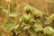 Sphaeralcea bonaerensis dry fruit - globemallow - mallow - capsule