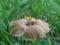 Sphaeralcea bonariensis - Globemallow, mallow - close up 