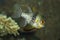 Sphaeramia nematoptera Pajama cardinalfish, spotted cardinalfish, coral cardinalfish or polkadot cardinalfish.